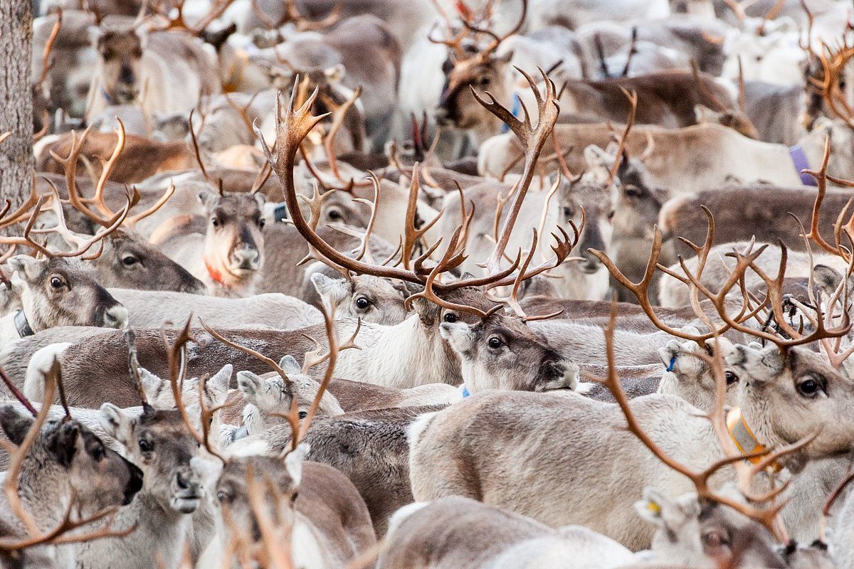 autumn-round-up-of-reindeer