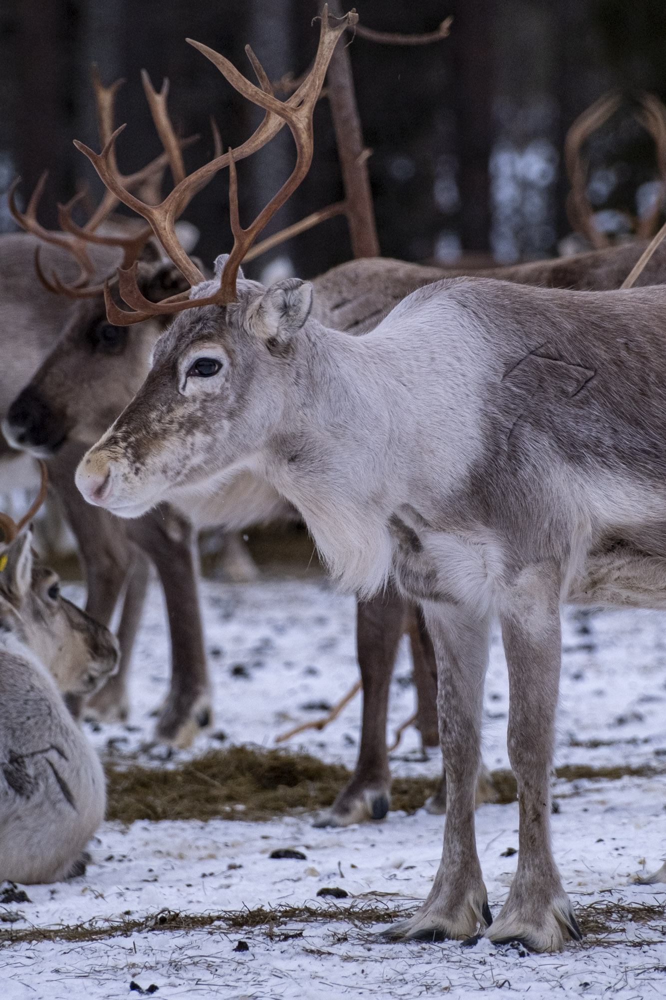 reindeer