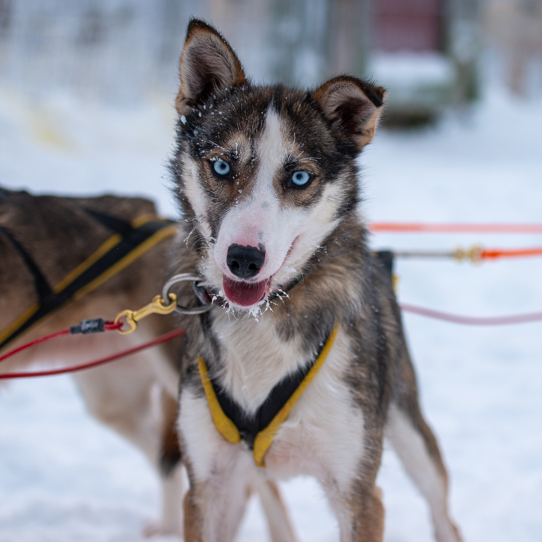 Husky_farm